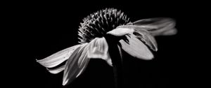 Preview wallpaper echinacea, flower, petals, macro, black and white