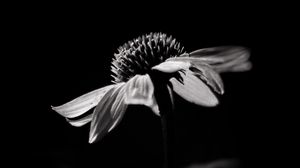 Preview wallpaper echinacea, flower, petals, macro, black and white