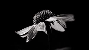 Preview wallpaper echinacea, flower, petals, macro, black and white