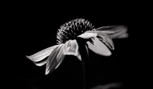 Preview wallpaper echinacea, flower, petals, macro, black and white