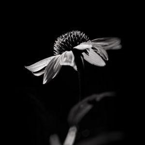 Preview wallpaper echinacea, flower, petals, macro, black and white