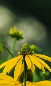 Preview wallpaper echinacea, flower, petals, macro, blur