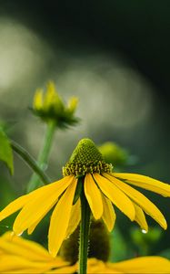 Preview wallpaper echinacea, flower, petals, macro, blur