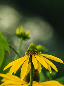 Preview wallpaper echinacea, flower, petals, macro, blur