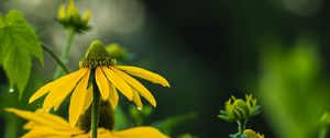 Preview wallpaper echinacea, flower, petals, macro, blur