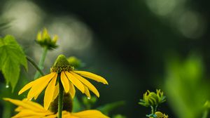 Preview wallpaper echinacea, flower, petals, macro, blur