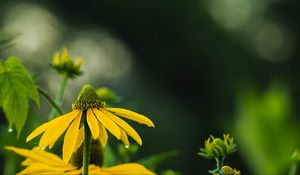 Preview wallpaper echinacea, flower, petals, macro, blur