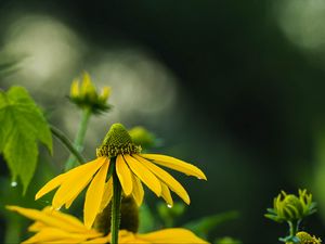 Preview wallpaper echinacea, flower, petals, macro, blur