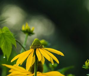 Preview wallpaper echinacea, flower, petals, macro, blur