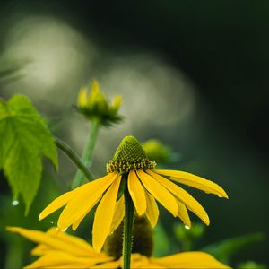 Preview wallpaper echinacea, flower, petals, macro, blur