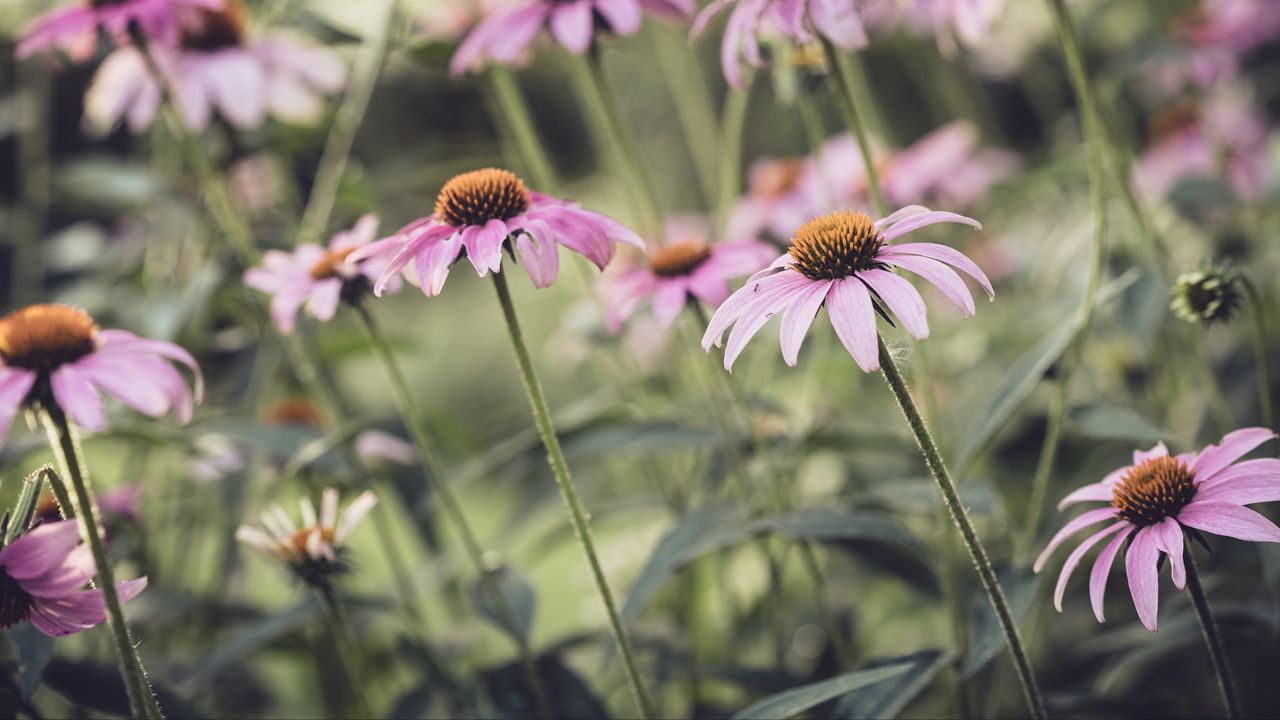 Wallpaper echinacea, flower, petals, pink