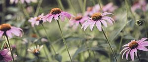 Preview wallpaper echinacea, flower, petals, pink