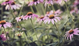 Preview wallpaper echinacea, flower, petals, pink