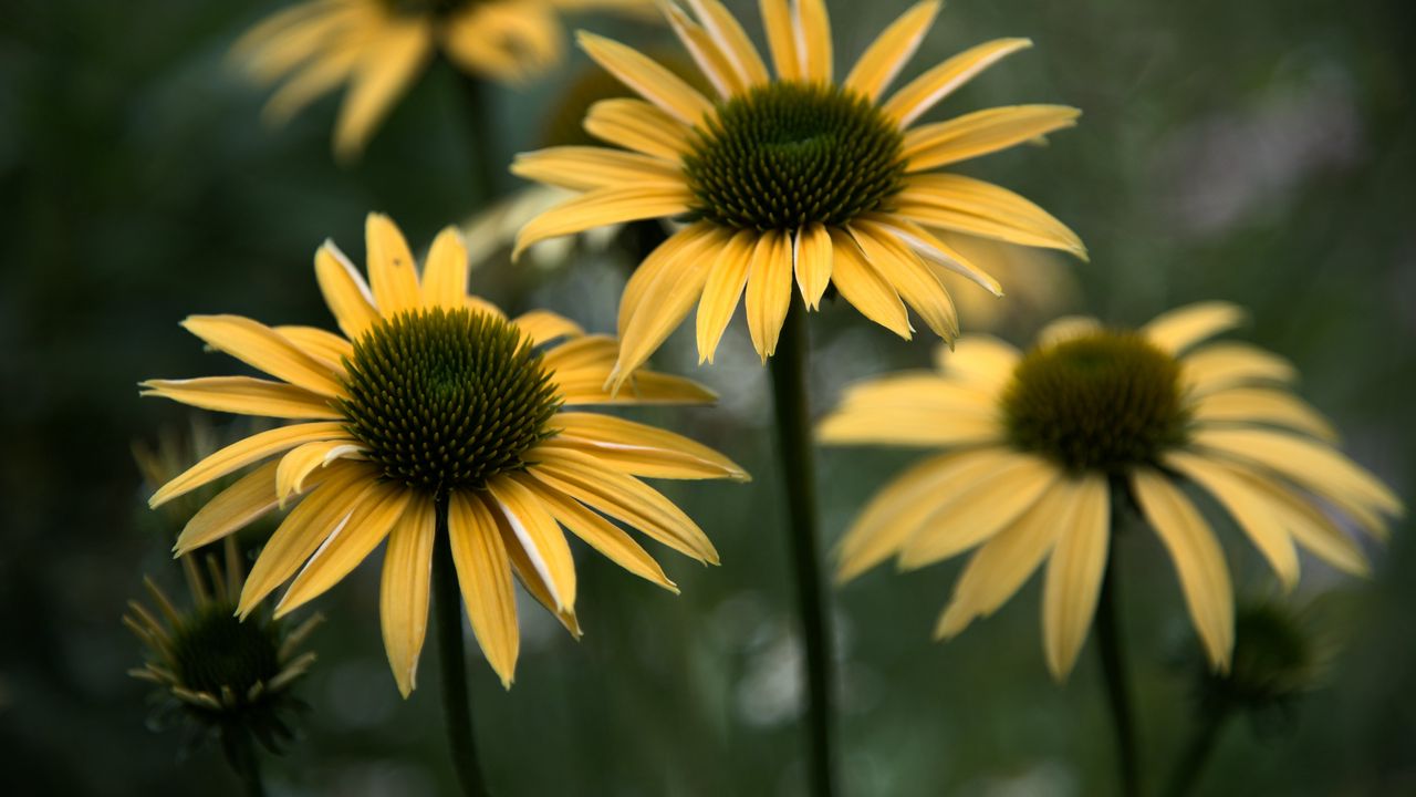 Wallpaper echinacea, flower, petals, blur, macro