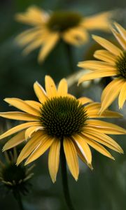 Preview wallpaper echinacea, flower, petals, blur, macro