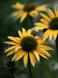 Preview wallpaper echinacea, flower, petals, blur, macro