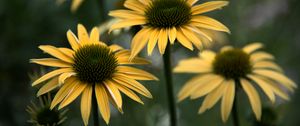 Preview wallpaper echinacea, flower, petals, blur, macro