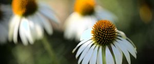 Preview wallpaper echinacea, flower, petals, blur