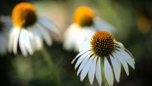 Preview wallpaper echinacea, flower, petals, blur