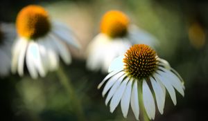 Preview wallpaper echinacea, flower, petals, blur