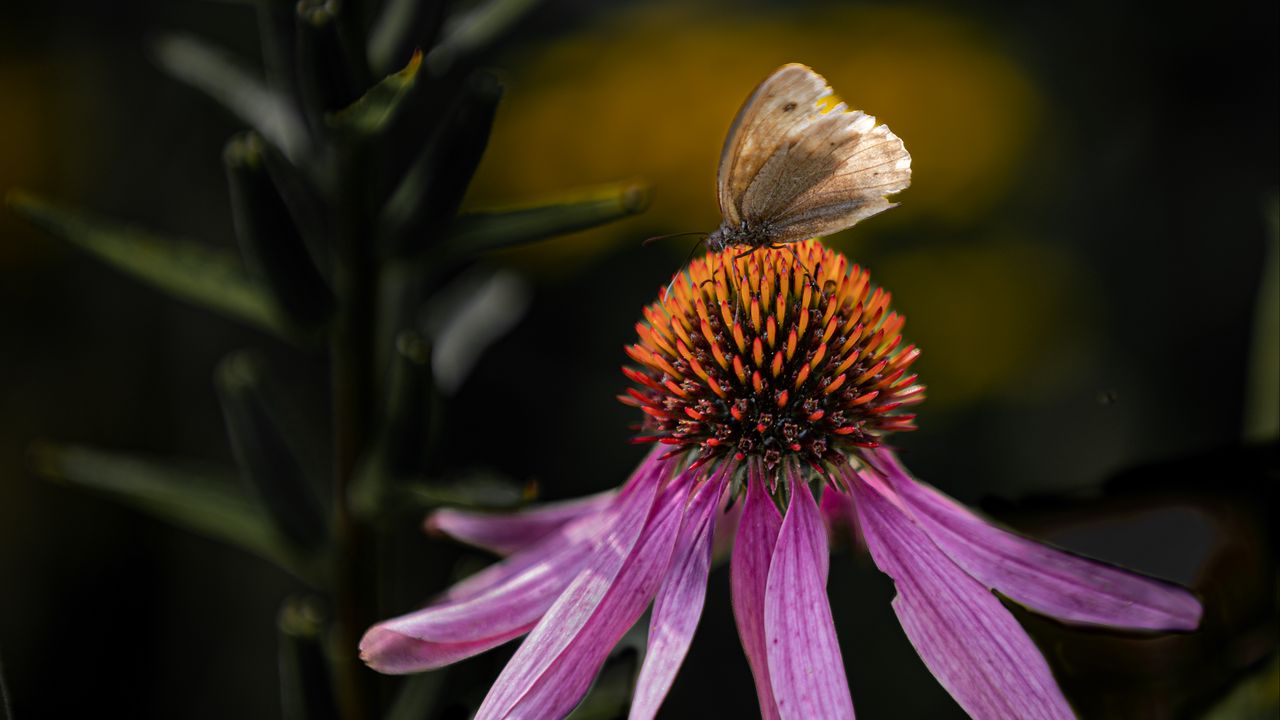 Wallpaper echinacea, flower, petals, butterfly, macro