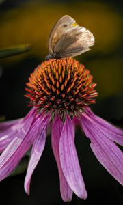 Preview wallpaper echinacea, flower, petals, butterfly, macro