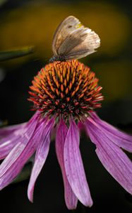 Preview wallpaper echinacea, flower, petals, butterfly, macro