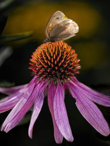 Preview wallpaper echinacea, flower, petals, butterfly, macro