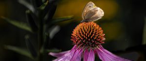 Preview wallpaper echinacea, flower, petals, butterfly, macro