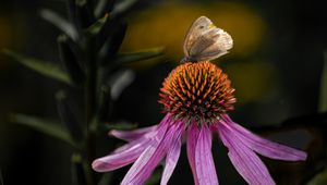 Preview wallpaper echinacea, flower, petals, butterfly, macro