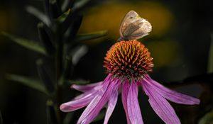 Preview wallpaper echinacea, flower, petals, butterfly, macro