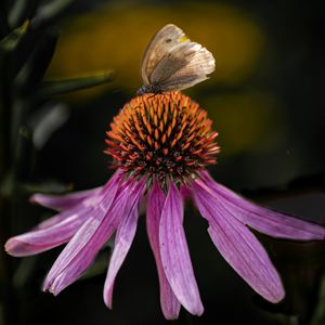 Preview wallpaper echinacea, flower, petals, butterfly, macro