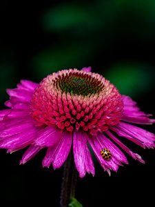 Preview wallpaper echinacea, flower, petals, ladybug, macro