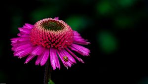 Preview wallpaper echinacea, flower, petals, ladybug, macro