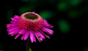 Preview wallpaper echinacea, flower, petals, ladybug, macro