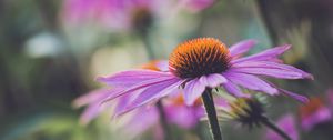 Preview wallpaper echinacea, flower, plant, petals, macro