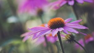 Preview wallpaper echinacea, flower, plant, petals, macro