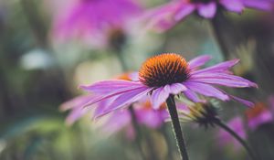 Preview wallpaper echinacea, flower, plant, petals, macro