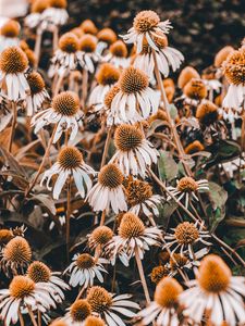 Preview wallpaper echinacea, flowers, flowerbed, plants, flowering