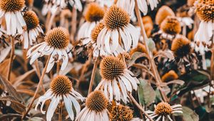 Preview wallpaper echinacea, flowers, flowerbed, plants, flowering