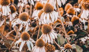 Preview wallpaper echinacea, flowers, flowerbed, plants, flowering