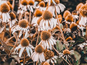 Preview wallpaper echinacea, flowers, flowerbed, plants, flowering