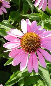 Preview wallpaper echinacea, flowers, flowerbed, green, sunny