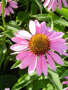 Preview wallpaper echinacea, flowers, flowerbed, green, sunny