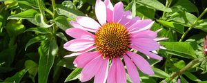 Preview wallpaper echinacea, flowers, flowerbed, green, sunny