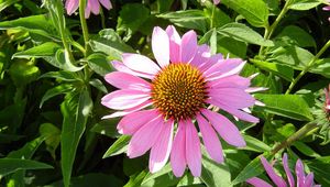 Preview wallpaper echinacea, flowers, flowerbed, green, sunny