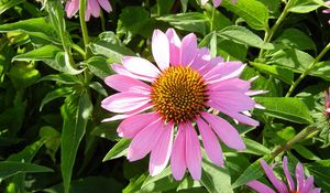 Preview wallpaper echinacea, flowers, flowerbed, green, sunny