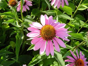 Preview wallpaper echinacea, flowers, flowerbed, green, sunny