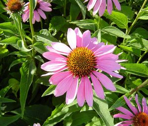 Preview wallpaper echinacea, flowers, flowerbed, green, sunny
