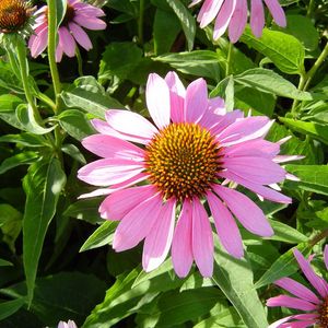 Preview wallpaper echinacea, flowers, flowerbed, green, sunny